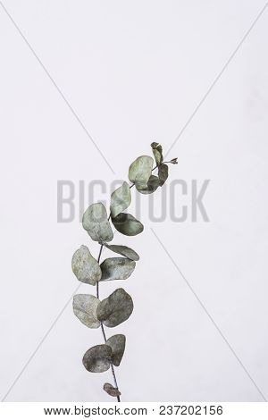 leaves with light grey background. Minimal style design with plants. Abstract background