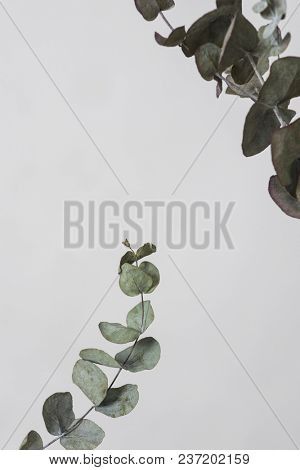 leaves with light grey background. Minimal style design with plants. Abstract background