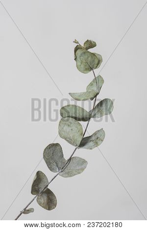 leaves with light grey background. Minimal style design with plants. Abstract background