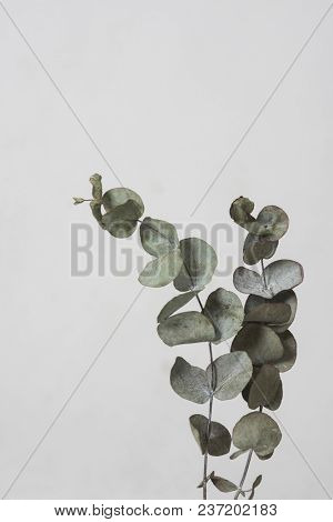 leaves with light grey background. Minimal style design with plants. Abstract background
