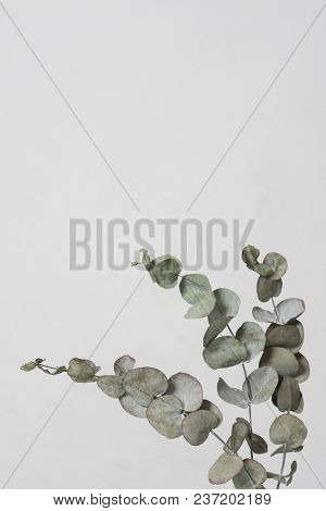 leaves with light grey background. Minimal style design with plants. Abstract background
