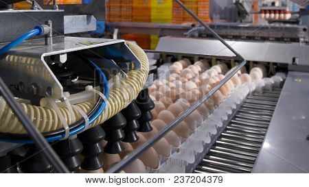 lot of eggs on tray, Egg business & Layer process. Egg Factory Industry with high technology by unle