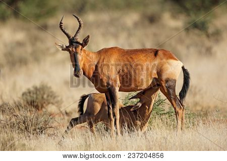 Red hartebeest antelope (Alcelaphus buselaphus) with suckling calf, South Africa