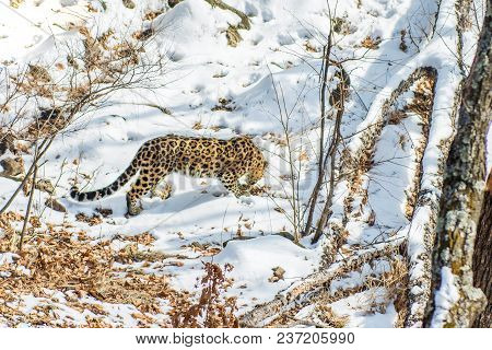 Seaside Leopard, Aggressive Animal Walks On Snowy Ground, Big Beautiful Striped Leopard. Winter