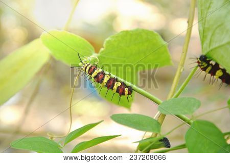 Caterpillar Climbing And Feeding On Butterfly Pea Branch In Garden