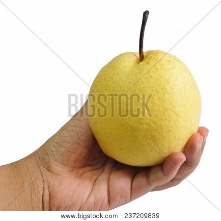 Fresh Fruit, Hand Hodling Sweet Nashi Pear, Asian Pear Or Pyrus Pyrifolia Fruit Isolated On White Ba