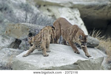 Cougar und Kits In North Dakota Badlands
