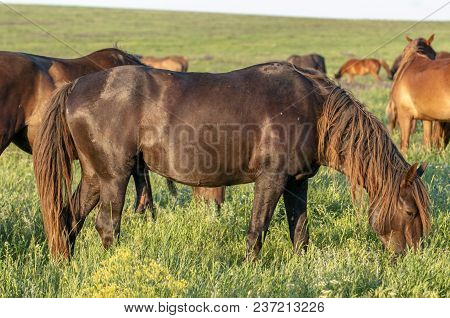 A Herd Of Wild Horses Shown On Water Island In Atmospheric Rostov State Reserve