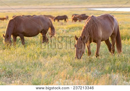 A Herd Of Wild Horses Shown On Water Island In Atmospheric Rostov State Reserve