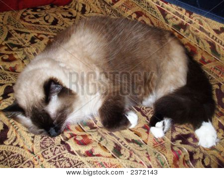 Uykulu kedi
