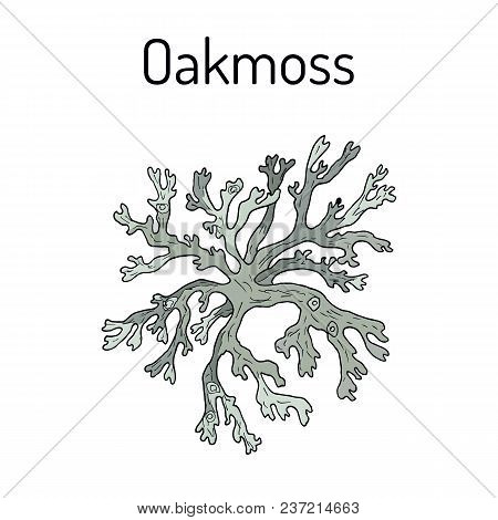 Oakmoss Evernia Prunastri , Medicinal Plant. Hand Drawn Botanical Vector Illustration