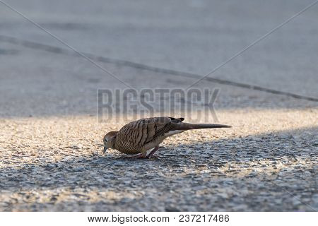 Bird (dove, Pigeon Or Disambiguation) In A City