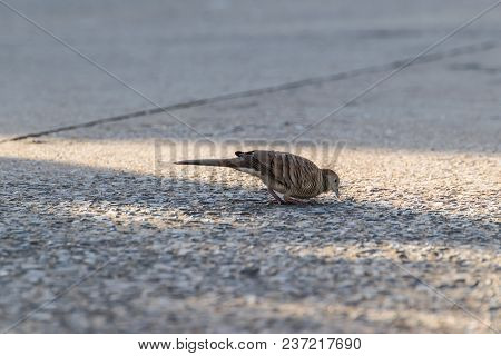 Bird (dove, Pigeon Or Disambiguation) In A City