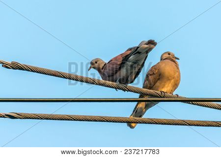 Bird (dove, Pigeon Or Disambiguation) In A City
