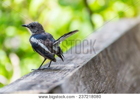 Bird (oriental Magpie-robin Or Copsychus Saularis) Male Black And White Color Perched On Floor In A 