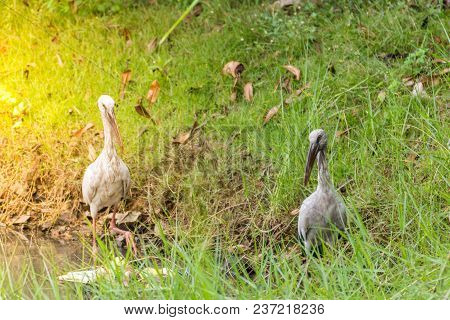 Bird (anastomus Oscitans Or Ciconiidae) White Color In A Pond Or Water In A Nature Wild