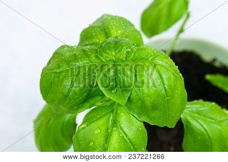 Green Home Basil, Spicy Herb In A Pot