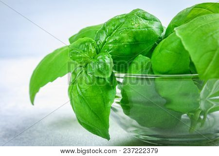 Green Fresh Homemade Basil, Spicy Herb In A Glass Bowl On A Gray Concrete Table