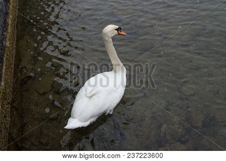Swan On The Water Is A Close Look, Zurich