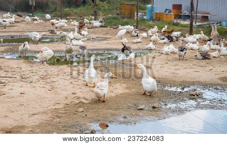 White Goose By Paddle. Bird Farm Backyard Scene. Flock Of White Goose Resting Outdoor. Feather And P