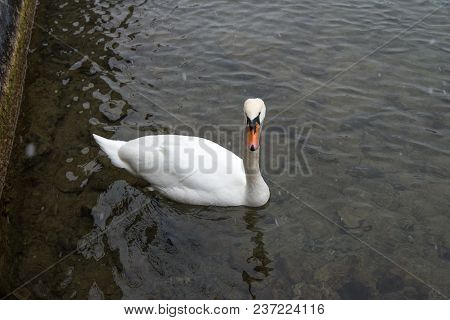 Swan On The Water Is A Close Look, Zurich