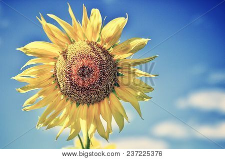 Summer Landscape With A Field Of Blooming Sunflowers.