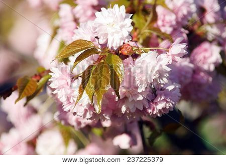 Spring Blooming Of Sakura.  Kiku Shidare Sakura.