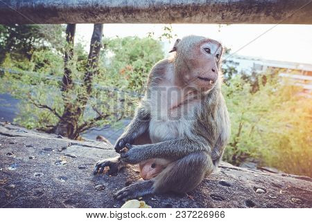 Animal Life. Long-tailed Macaque (macaca Fascicularis) Eating Banana Which People Bring To It. Jungl