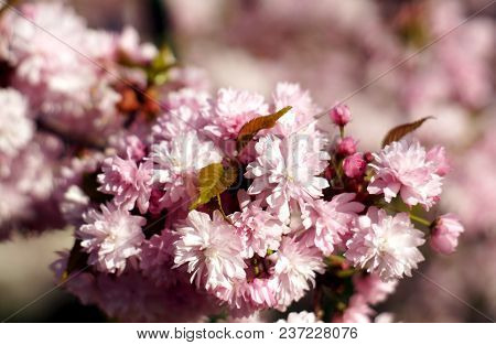 Spring Blooming Of Sakura.  Kiku Shidare Sakura. Copy Space.