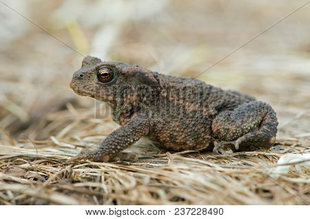 Juvenile Common Toad (bufo Bufo) In Long Dry Yellow Grass Stalks