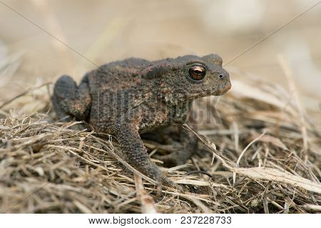 Juvenile Common Toad (bufo Bufo) In Long Dry Yellow Grass Stalks