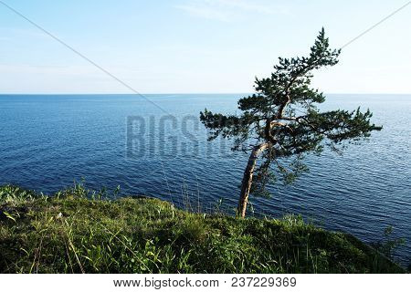 Pine Tree Inclined By The Wind. Toned Photo. Lone Tree Stands Near The Shore Of The Ladoga Lake. Isl