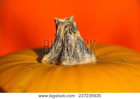 Orange Pumpkin Lies On The Table Under The Scorching Sun On The Table