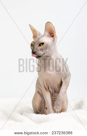 Bold Cute Sphinx Cat With Green Eyes Licking Itself On White Background