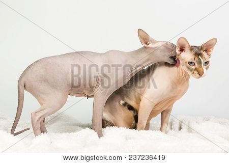 Two Bold Sphinx Cats Mother And Son Are Washing And Licking Themselves On White Background