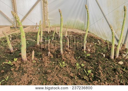 Asparagus Shoots Growing In An Earth Patch In A Poly Tunnel.
