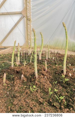 Asparagus Shoots Growing In An Earth Patch In A Poly Tunnel.