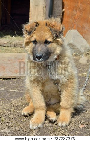 A Close Up Of The Young Yellow Dog.