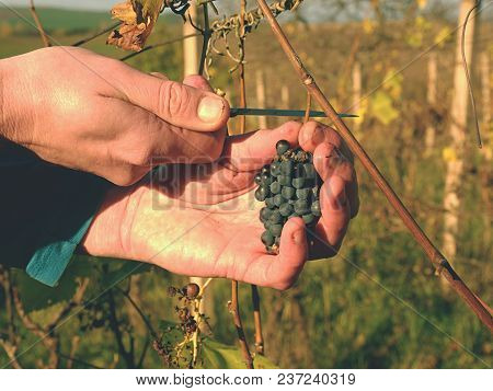Farmer Check Quality Of Frozen Grape Vines In Vineyard In Autumn. The Vine Grapes In Traditional Vin