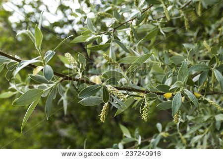 Willow Trees And Leaves, Willow Tree Berry,
Willow Trees And Leaves Of The Willow Trees Private Eate