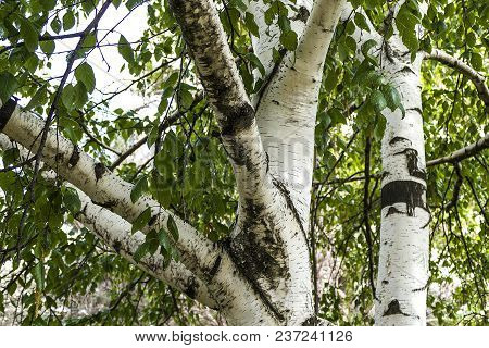 Poplar Tree, Interesting Poplar Shell Patterns, Different Shapes Of Poplar Tree Pictures,