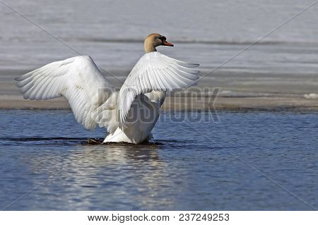A Beautiful White Swan Flaps Its Wings And Swims In The Blue Lake In Early Spring