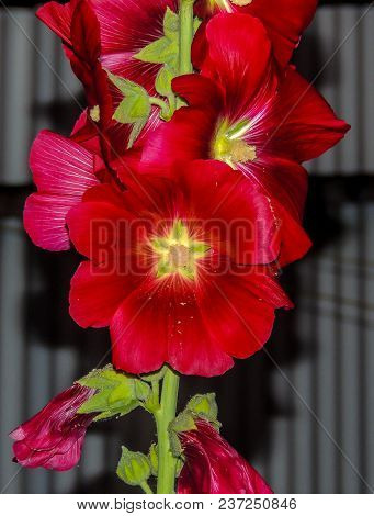 Colourful Garden Flowers, Ranu, Auckland, New Zealand