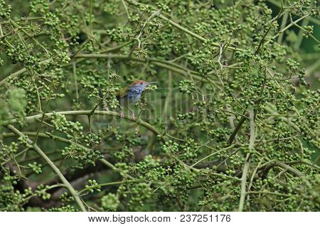 Dark-necked Tailorbird (orthotomus Atrogularis) Bird In Nature
