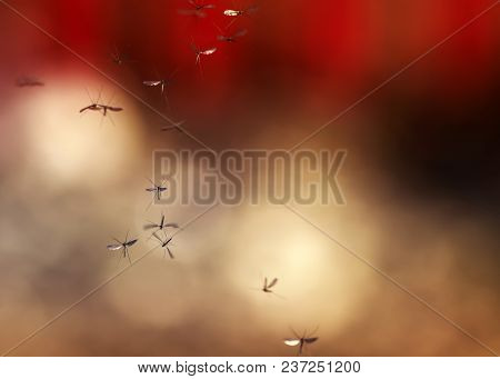 A Flock Of Small Harmful And Dangerous Mosquitoes Flying In The Air Against A Bright Sky With A Red 