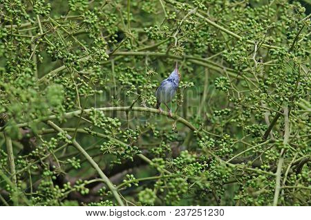 Dark-necked Tailorbird (orthotomus Atrogularis) Bird In Nature