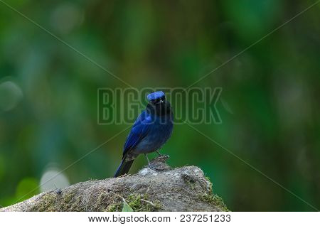 Male Large Niltava (niltava Grandis) In Nature Thailand