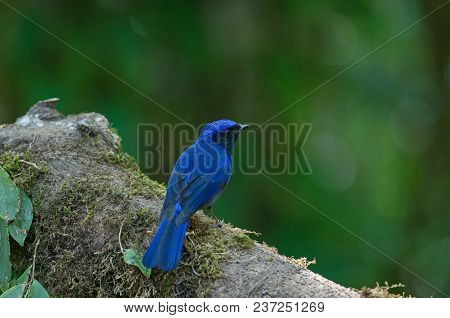 Male Large Niltava (niltava Grandis) In Nature Thailand