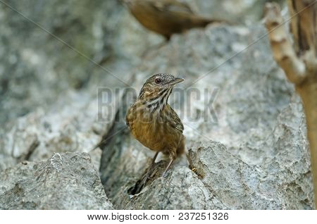 Limestone Wren-babbler, Rufous Limestone-babbler