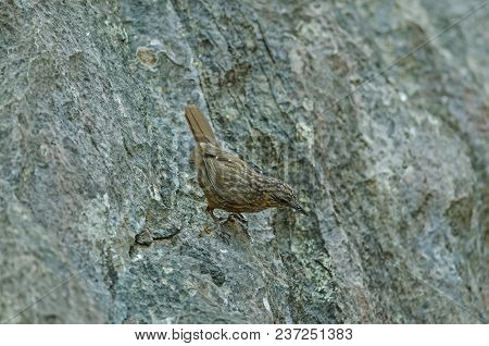 Limestone Wren-babbler, Rufous Limestone-babbler